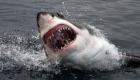 ارتفاع "مرعب" لهجمات القرش القاتلة بأستراليا في 2020