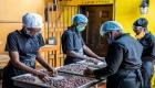 دولة فقيرة تقتحم أسواق الشوكولاتة العالمية.. طريق مختصر للرفاهية