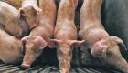 حمى الخنازير الأفريقية تهدد كوريا الجنوبية بخطر "كبير جدا"