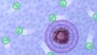 اكتشاف سر فشل الجهاز المناعي في تحديد الخلايا السرطانية