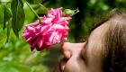 رائحة الورد تحسن مهارات التعلم والذاكرة