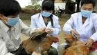 کرونا وائرس کے بعد چین میں برڈ فلو کی وبا پھوٹ پڑی