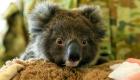 نفوق عشرات الكوالا بعد تدمير مزرعة في أستراليا