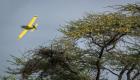 حرب في سماء كينيا بين طائرات الرش ومليارات الجراد