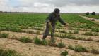 الاحتلال يفسد محاصيل غزة بمبيدات سامة