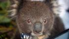 Avustralya yangınları: Ülkede kereste için onlarca koala öldürüldü