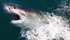 أستراليا تواجه أسماك القرش بـ"خطوط إنذار"
