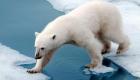 التغير المناخي يهدد الدببة القطبية بمجاعة قاتلة