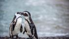Ученые выявили сходство речи пингвинов и людей