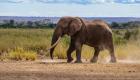 أفريقيا تفقد فيلا من آخر ذوي الأنياب العملاقة
