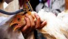 السعودية تسجل بؤرة إصابة بإنفلونزا الطيور في الرياض