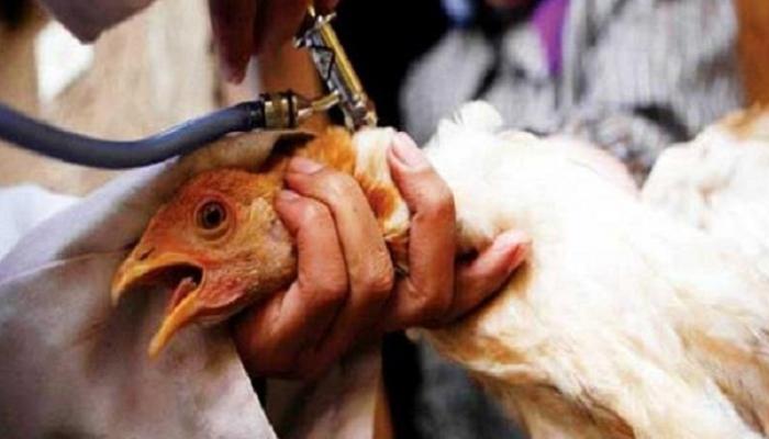 السعودية تعدم 35 ألف طائر - أرشيفية
