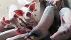 希腊发现首例非洲猪瘟 农业部高度戒备严防疫情