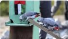  "ديلي ميل" تبرز تجربة حدائق أبوظبي في تدريب الطيور على جمع القمامة