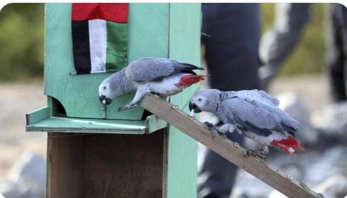 الطيور في حدائق أبوظبي