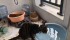 "القط العجوز" يخاطر بحياته لإنقاذ الحيوانات في ووهان الصينية
