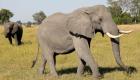 غضب دولي من مزاد "قتل الفيلة" في بوتسوانا