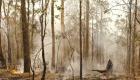 В Австралии лесные пожары сменились проливными дождями