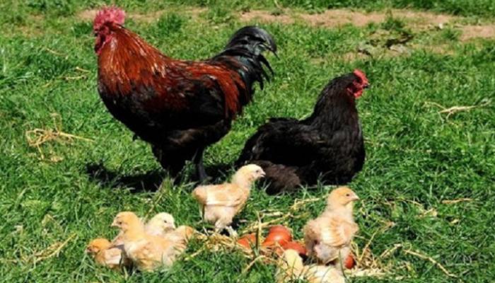 اعتقال ديك في الجزائر أزعج دبلوماسية إيطالية