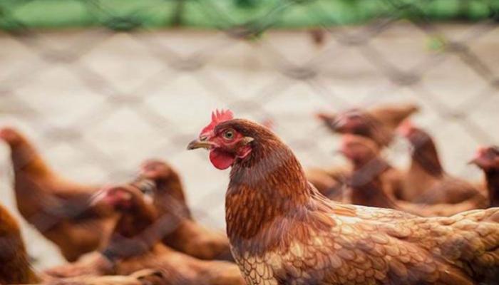 إنفلونزا الطيور يمكن أن تنتقل للإنسان والحيوانات الأخرى
