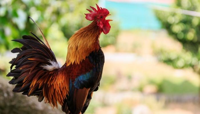 الأمن الجزائري يصدر بيانا بشأن أزمة الديك