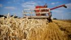 الجزائر تشتري نحو 660 ألف طن من القمح في مناقصة