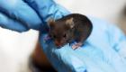 باحثون في بريطانيا يختبرون لقاحا ضد كورونا على الفئران