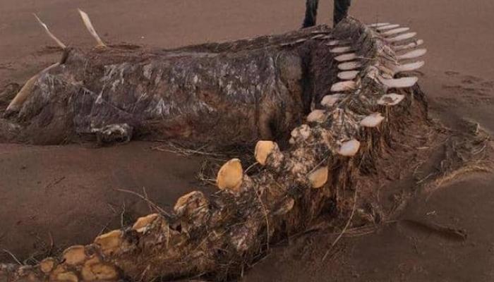صورة متداولة على مواقع التواصل للهيكل العظمي