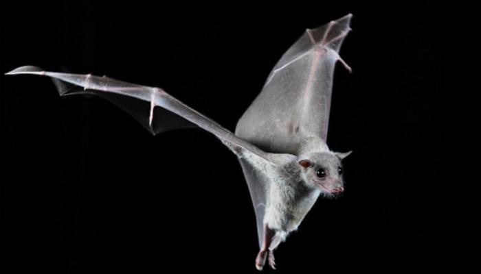خفاش الفاكهة المصري ثعلب طائر صديق للبيئة وعدو للإنسان