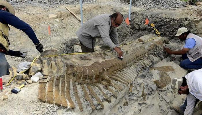 النوع الجديد ينتمي إلى فصيلة "أبليصور" - أرشيفية