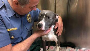 حماية الحيوانات تستحوذ على اهتمام أساسي في حياة الأمريكيين