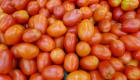France: Un nouveau virus de la tomate pourrait avoir de graves conséquences économiques