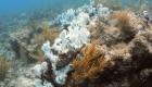 حموضة المحيطات تقضي على الشعاب المرجانية عام 2100