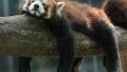 Красные панды загрустили в Московском зоопарке