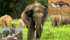 भारत के तीन वन्यप्राणी अनिवार्य संरक्षण सूची में शामिल