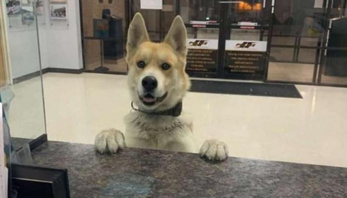 الكلب شيكو في قسم الشرطة