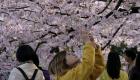 كورونا يلغي احتفالات أزهار الكرز في اليابان