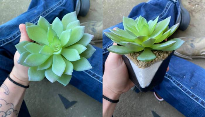 النبات المزيف كان مربوطاً بكتلة من الإسفنج ومزين برمال ملتصقة في الأعلى