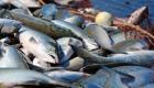 Сахалинская Дума просит вернуть право на любительский лов лососей