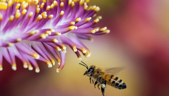 النحل يرشد أقرانه لموقع الغذاء عن طريق الرقص