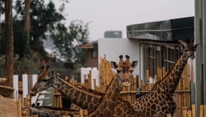 حديقة الحيوانات تأتي ضمن مشروع تجميل أديس أبابا