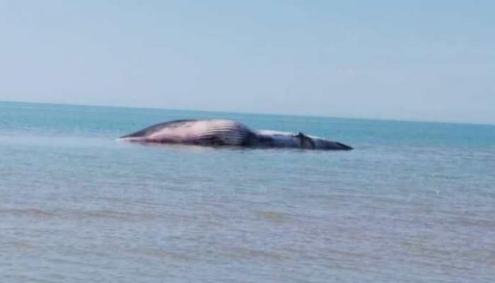 جثة الحوت الغامض راكدة بسواحل محافظة بوشهر