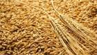 مرچنٹس: جزائر ایک ٹینڈر میں تقریبا 600 ہزار ٹن گندم خریدتا ہے