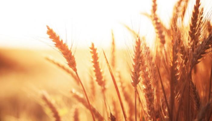الجزائر تشتري 50 ألف طن من القمح عبر مناقصة