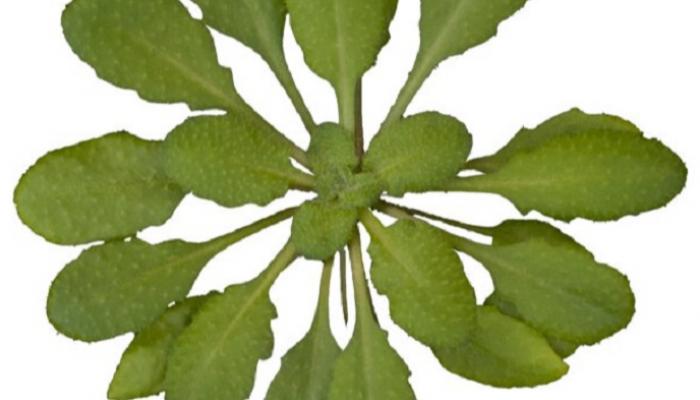 الأرابيدوبسيس ثاليانا نبات مزهر صغير في عائلة الخردل