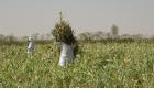 "أبوظبي للتنمية" يدعم قطاع الزراعة السوداني بـ40 مليون درهم