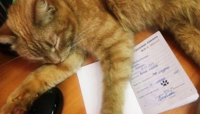  ♥مكتبة صور قـطط♥ - صفحة 107 133-001445-library-russia-cat-hires_700x400