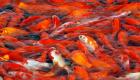 ماهی قرمز عامل انتشار ویروس کرونا
