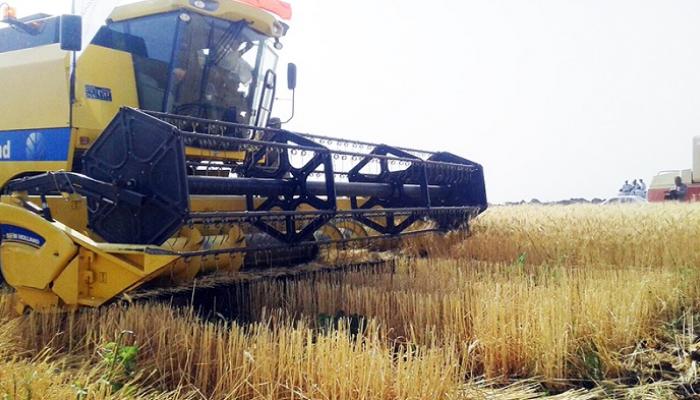بدء موسم حصاد القمح في السودان
