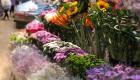疫情重创花卉市场 荷兰单日销毁百万束鲜花